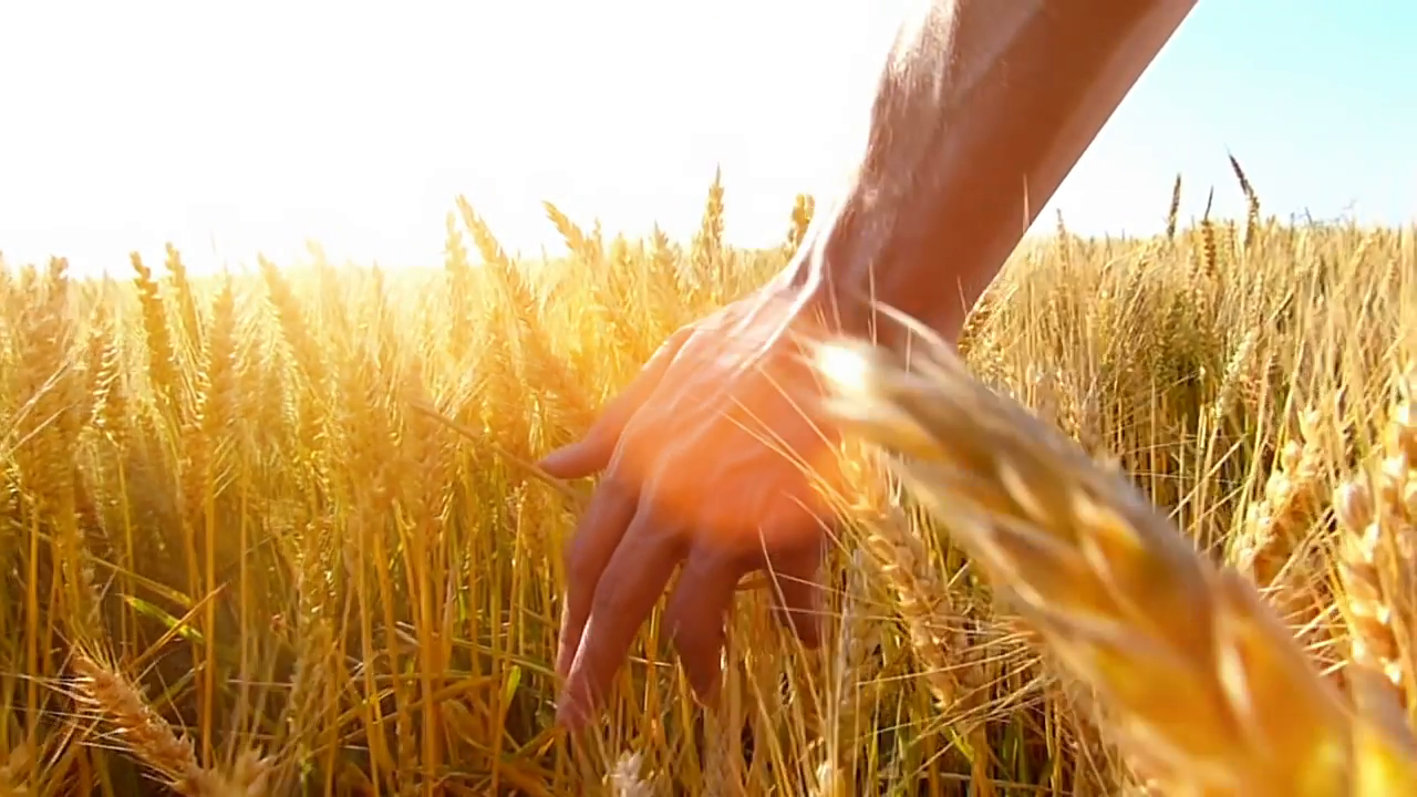 A Harvest on the Tears You Have Sown Living With Confidence